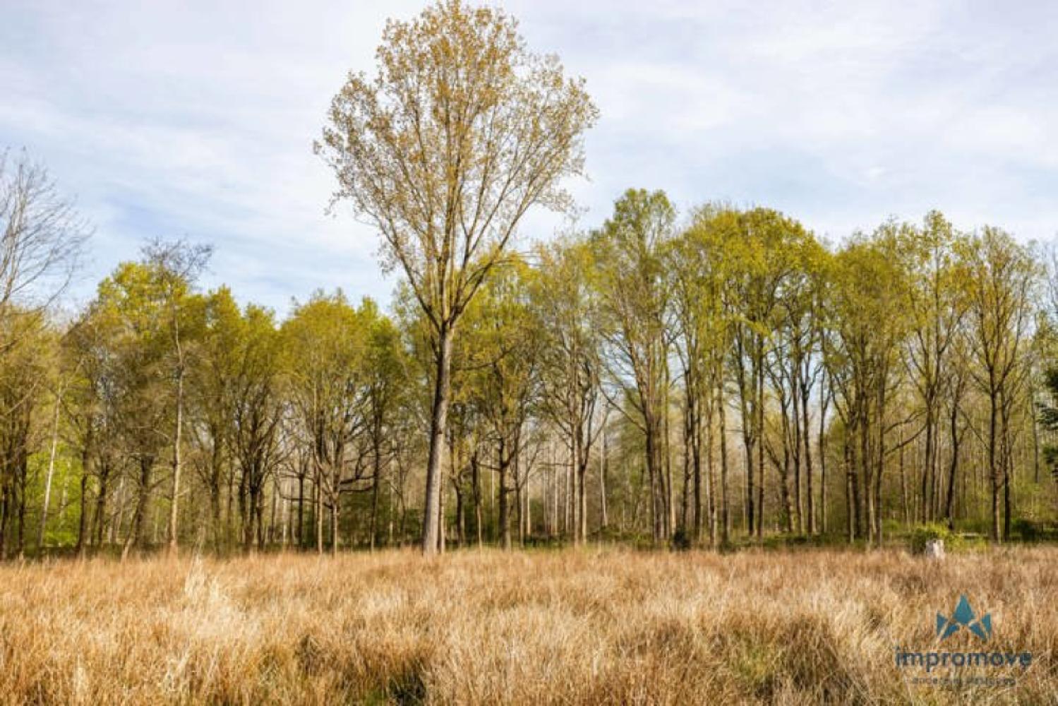 Forêt à vendre à Asse