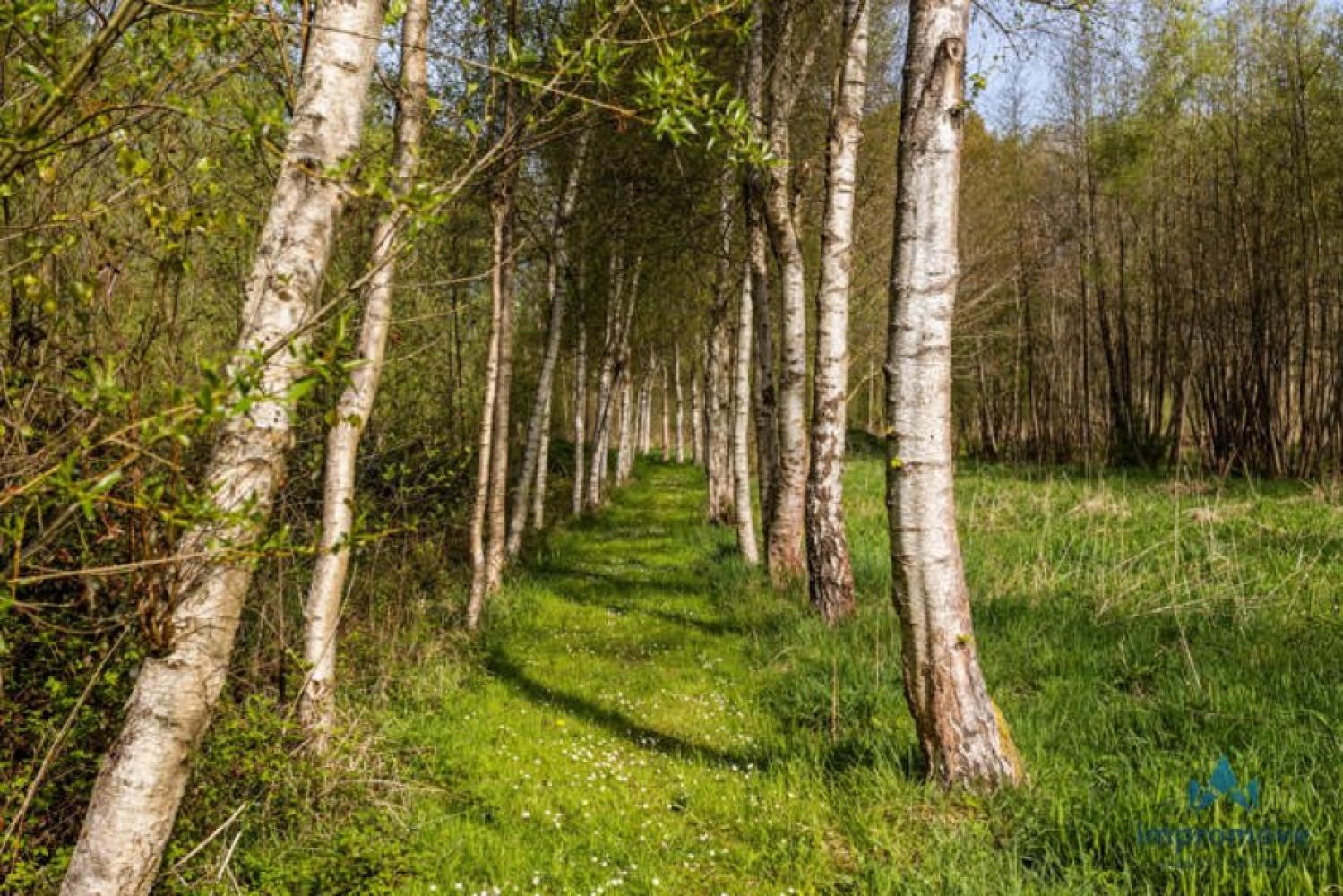 Forêt à vendre à Asse