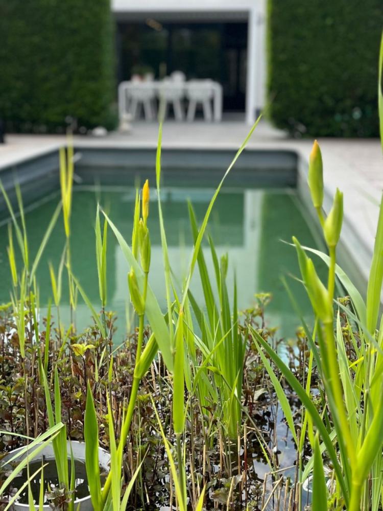 Maison à vendre à Schoonaarde